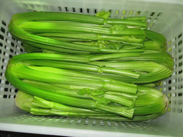 Chinese fresh celery from new crop of  2022