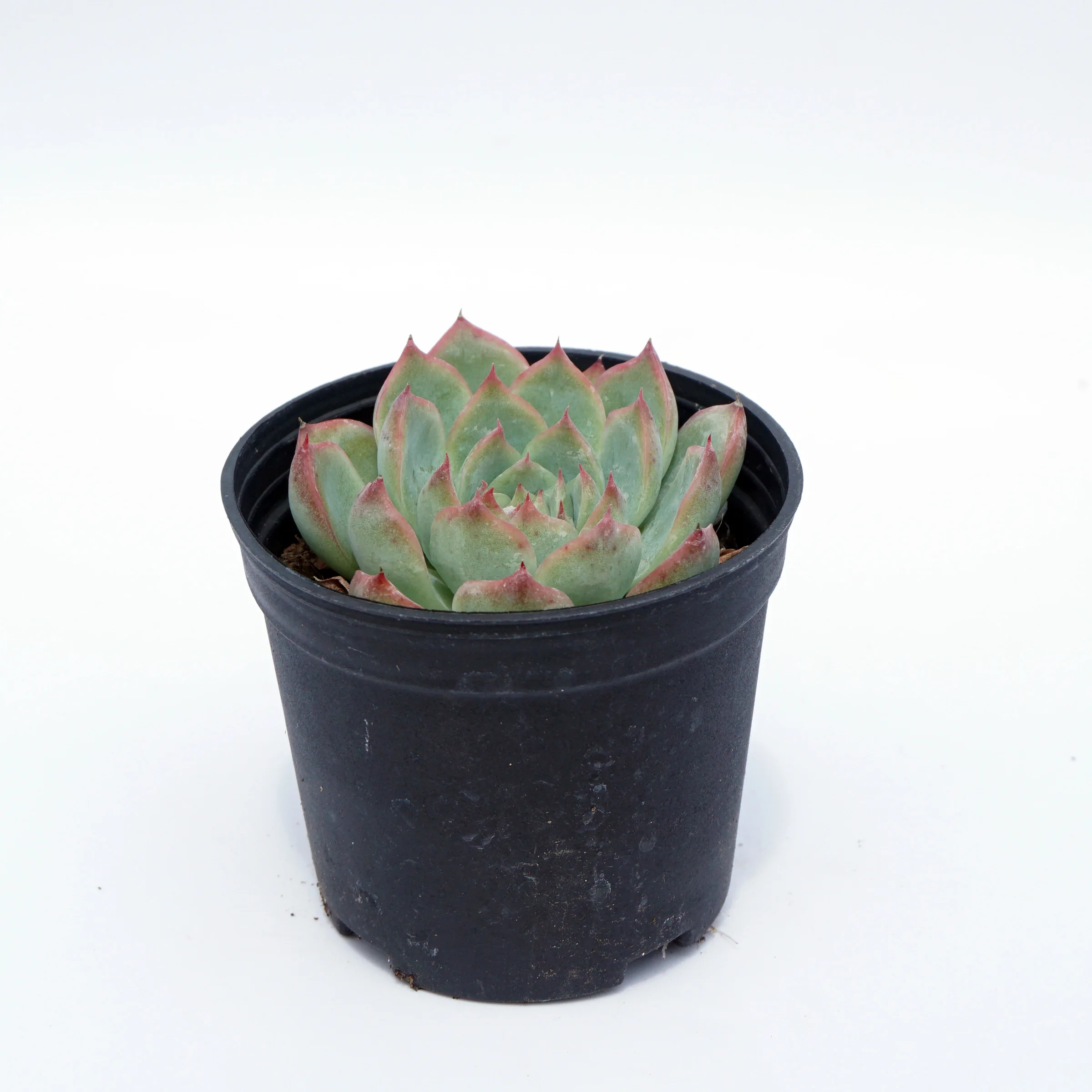 house plants wholesale suculentas natural variegated rare echeveria succulent plants