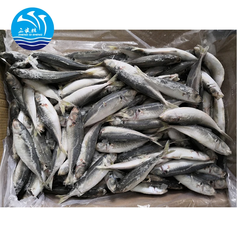 Прямая продажа с завода, оптовая продажа, свежая замороженная лошадиная скумбрия trachurus japonicus