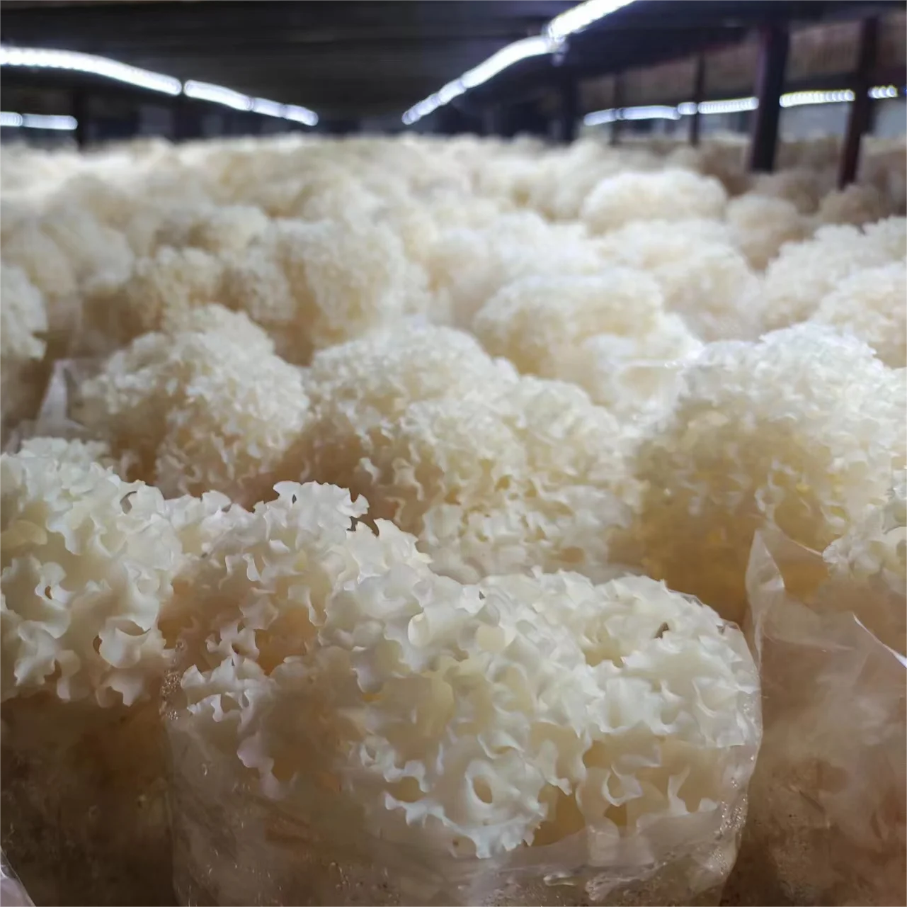 China Cauliflower Identical soup mushrooms fresh cauliflower