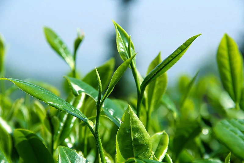 Free Brand Soluble Organic Instant Green Tea Extract Powder Wholesale Bulk Organic Green Tea Herbal Extract