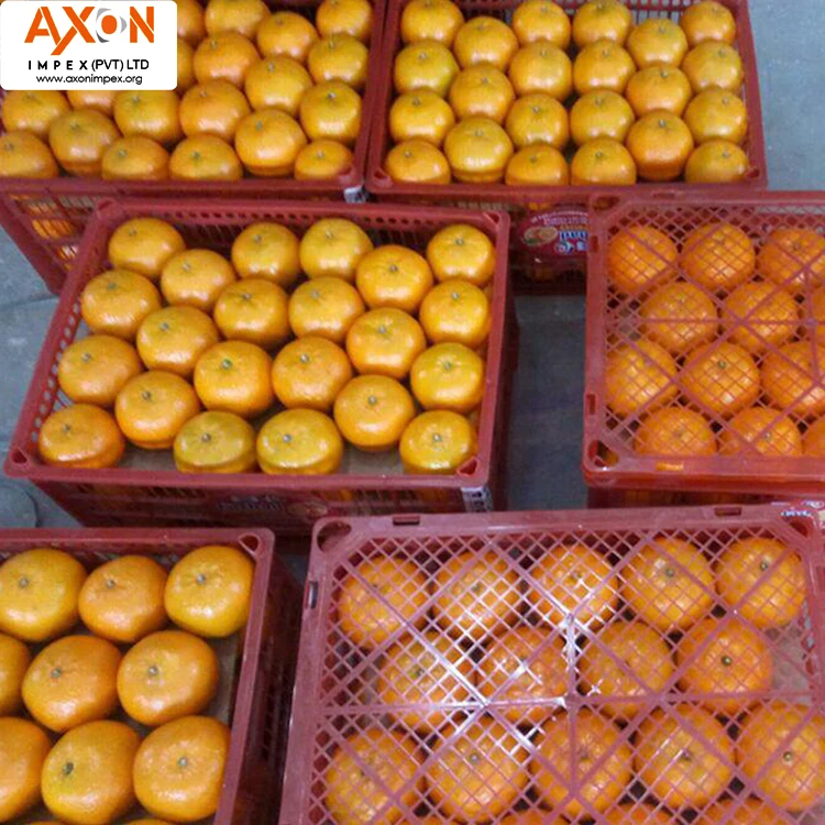 
100% Pure Natural Fresh Citrus Naval Oranges, Valencia Orange, Lemons, Mandarins and Lime 