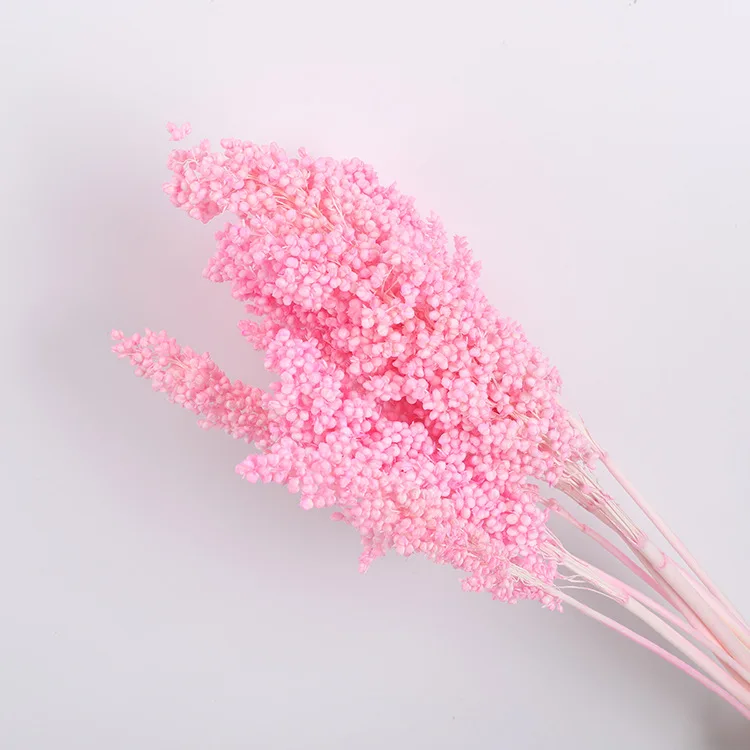 The Most Popular Dried Plants And Flowers On INS Dried Flowers Decoration Sorghum