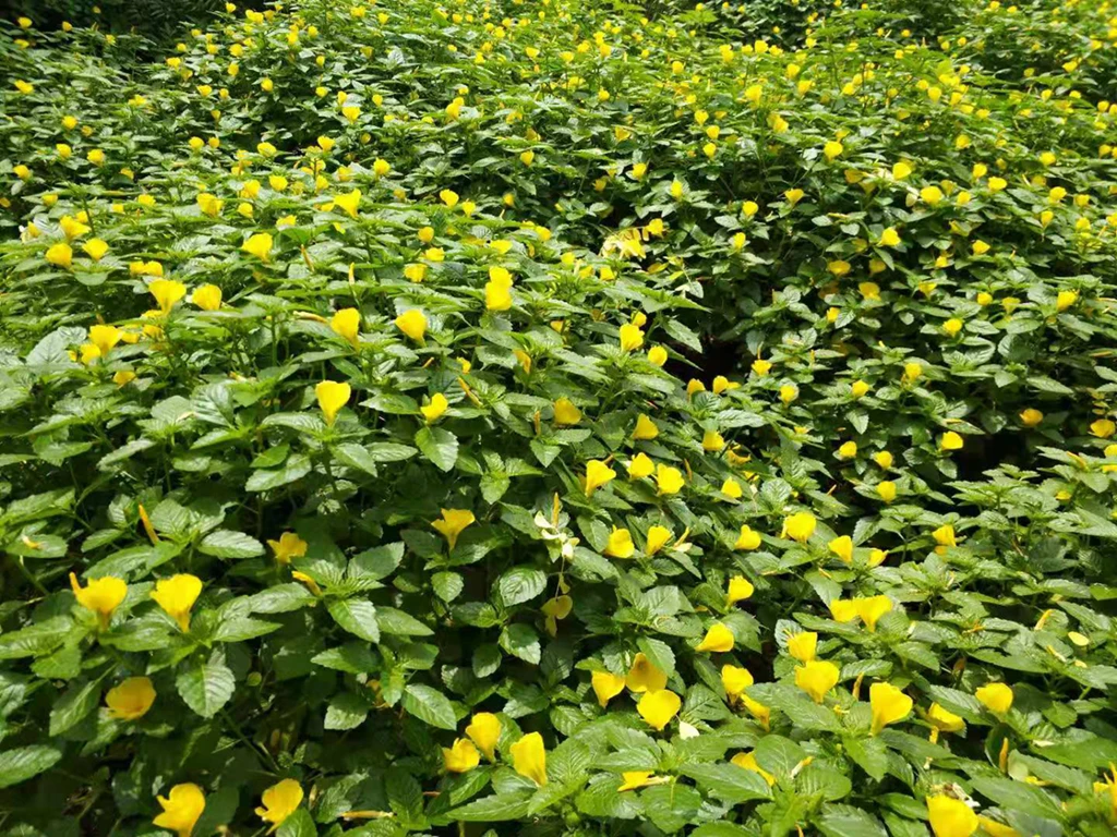 100% pure natural dried damiana leaves for tea