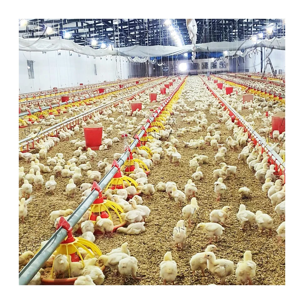 Animal husbandry broiler equipment farm with prices
