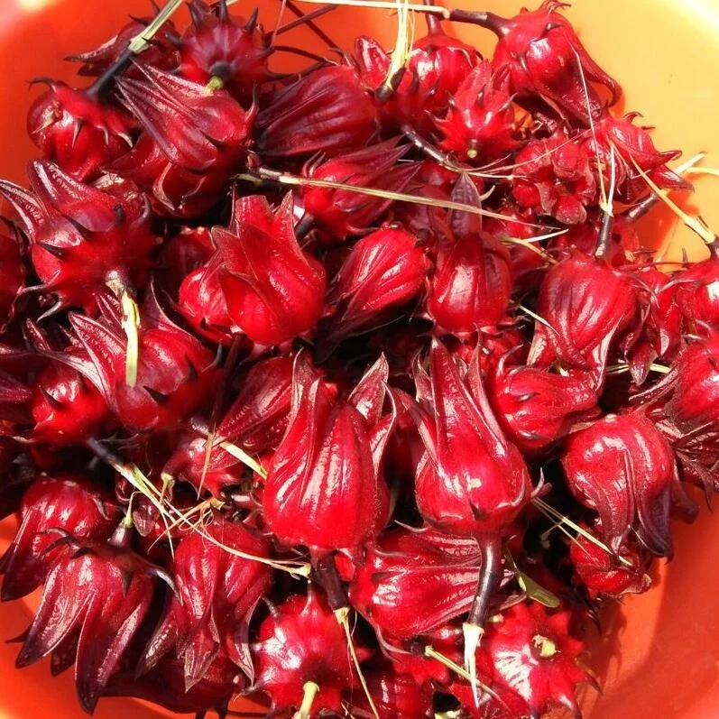 100% Natural Roselle Powder Hibiscus Flower Powder Dry Roselle Flower Extract