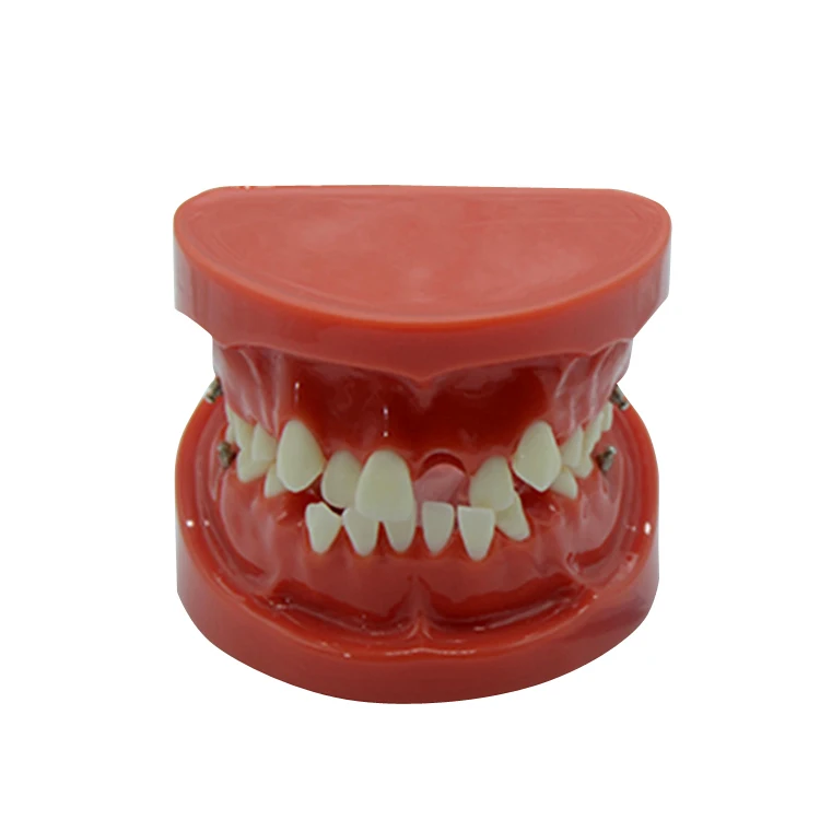 Factory Direct Sale Human Anatomical Orthodontic Educational Standard Dental model Teeth