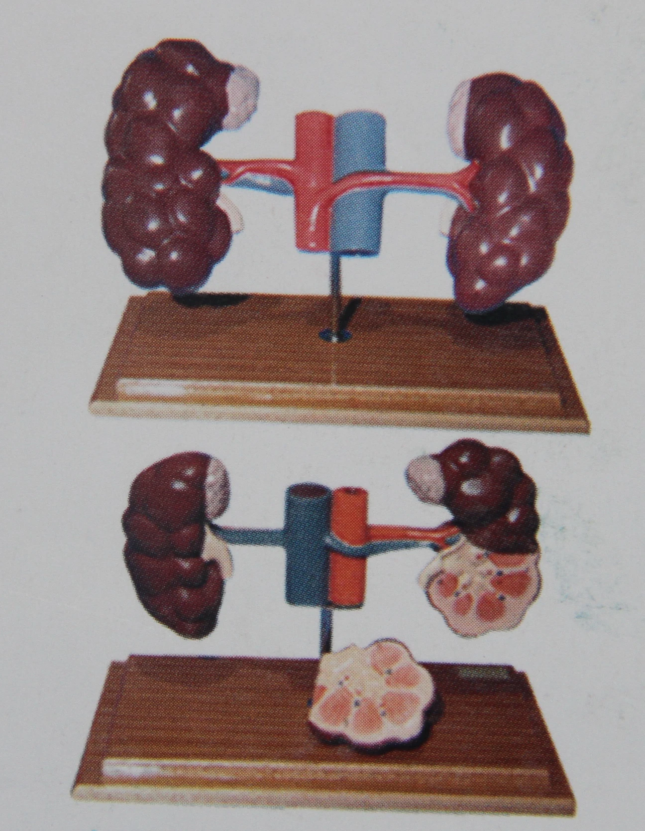 cow anatomical model cattle anatomy models of animals