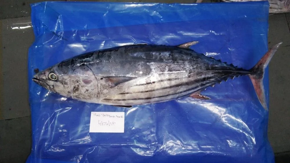 
SKIPJACK TUNA 