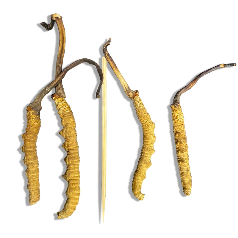 Vitamins and Supplements Cordyceps Sinensis
