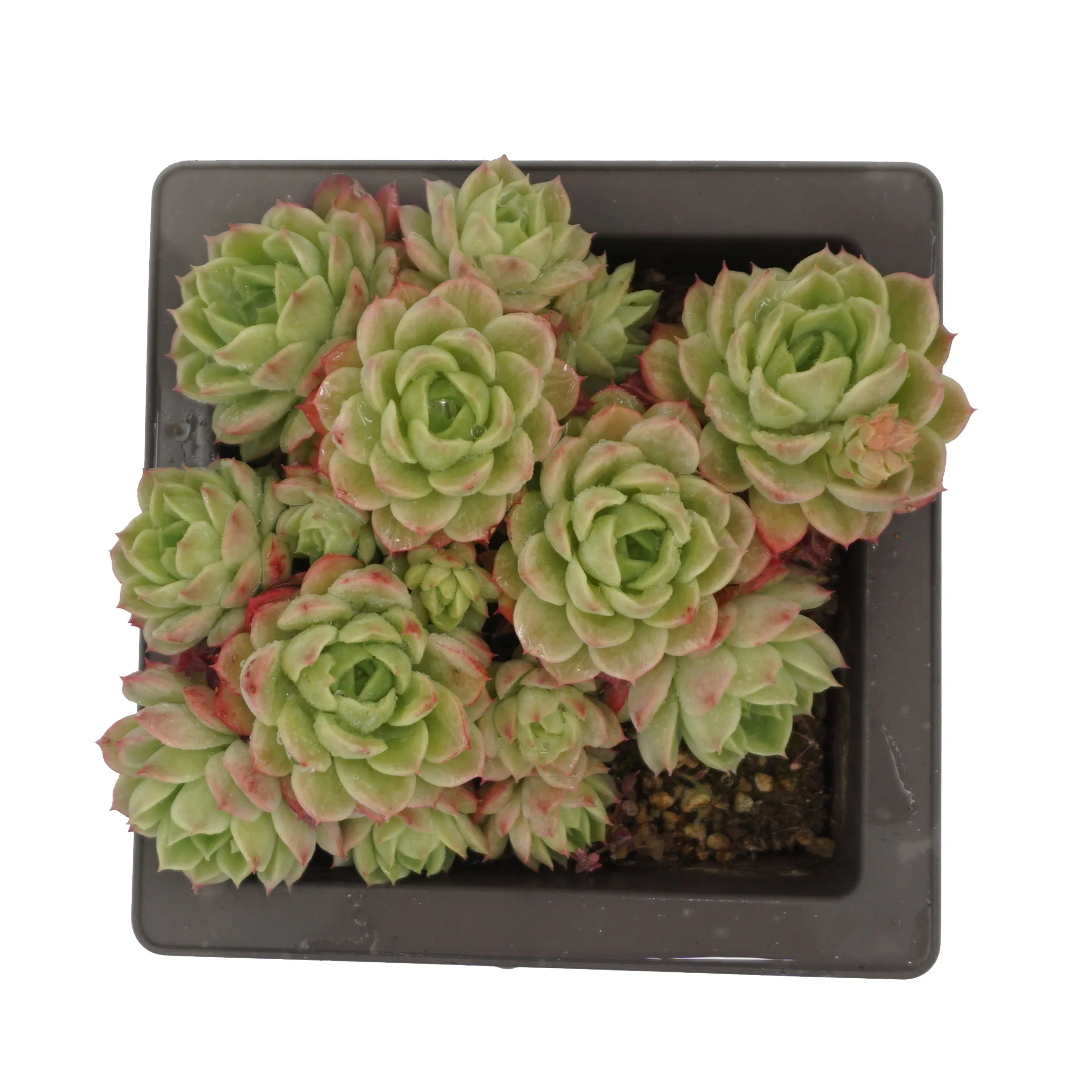 Decorative echeveria Live mini natural succluents plants decorative flowers live plants set natural