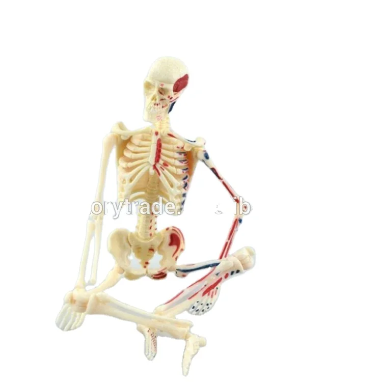 V-HM01 4D MASTER Artificial Human body bone skeleton structure anatomy model