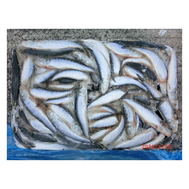 Wholesale Sardines Fresh  IQF Pilchards Frozen BQF Sardine