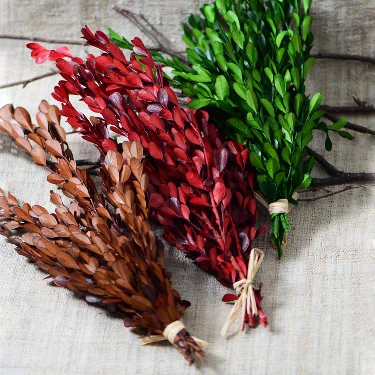 China supply small preserved leaves boxwood leaves green leaves Buxus sinica for bouquet