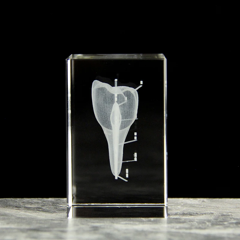 Clear Crystal Cube With Teeth Artificial Enlarged Natural Tooth Dental Data Model Laser Engraved For Student Practice