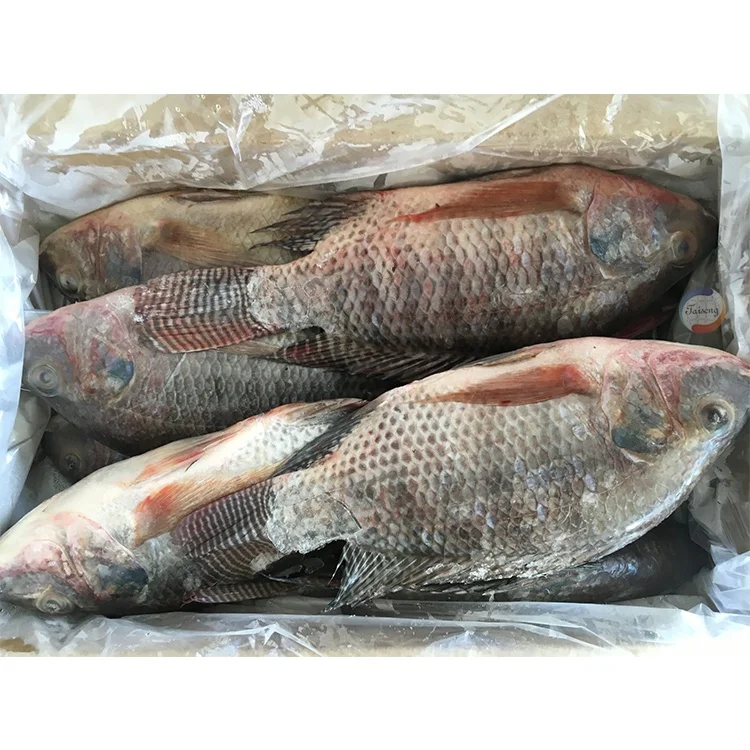 Best Price For China whole round frozen tilapia fish iqf iwp whole round wr all sizes