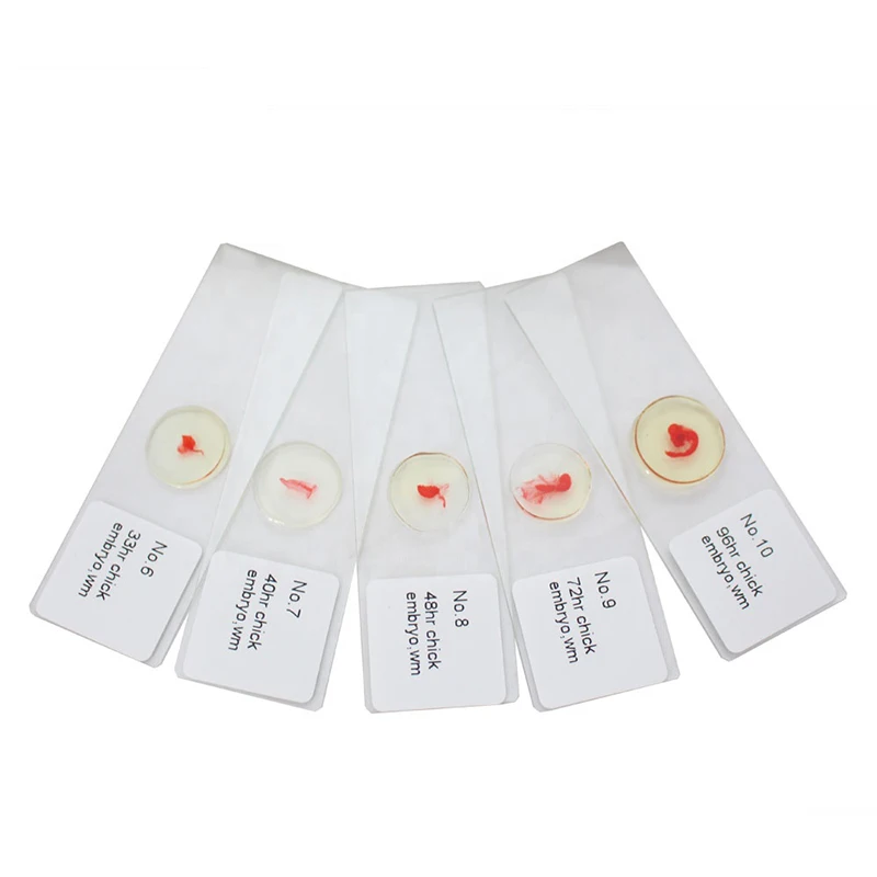 24 kinds Professional Zoology Chicken Embryo Prepared Glass Microscope Slides Set