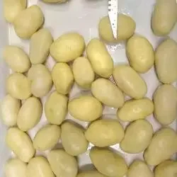 Chinese new season factory sales  canned potato whole/slice/dice in tin different specifications  low price & high quality