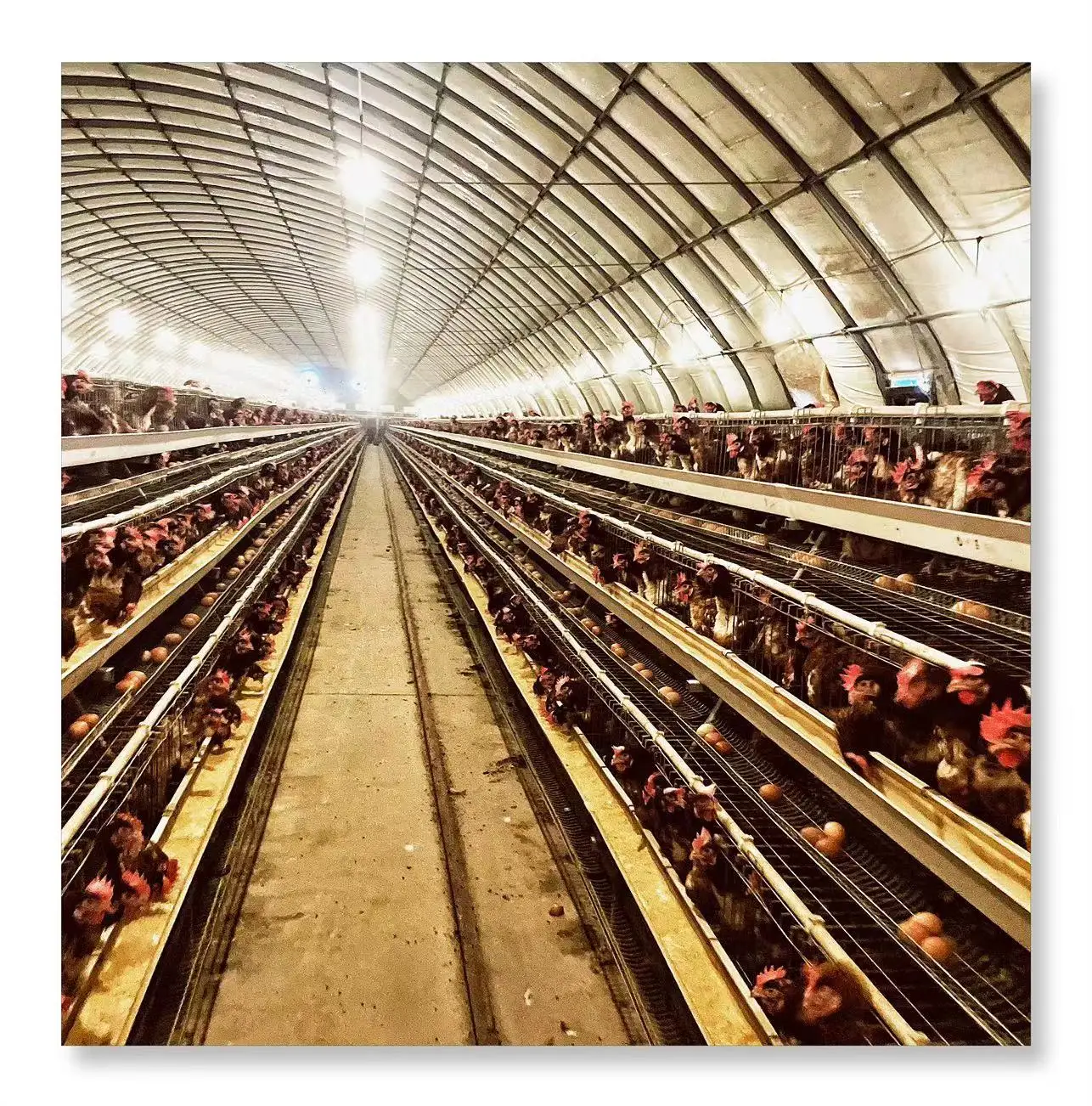 Лидер продаж фабричная клетка для кур выращивание по хорошей цене оцинкованные клетки животных