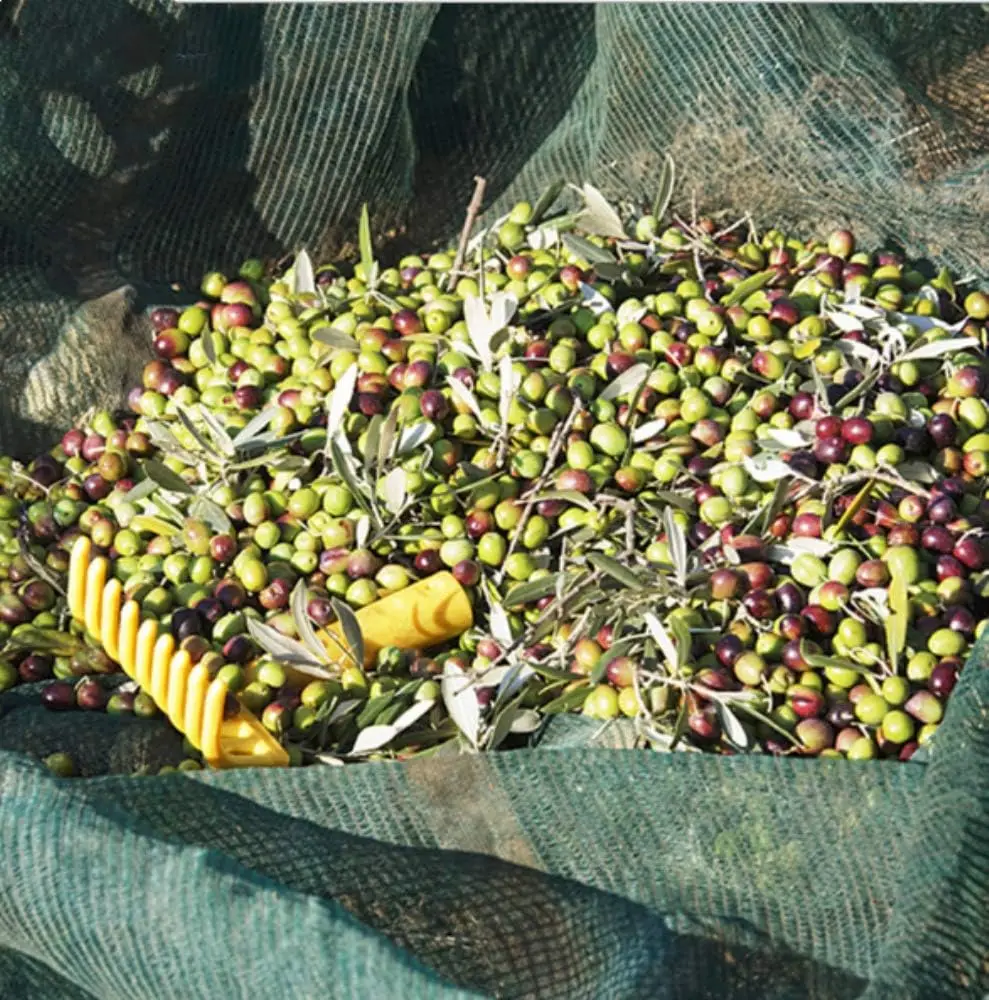 Новые продукты пластиковая сетка для сбора фруктов и оливок урожая оливковая коллекционера