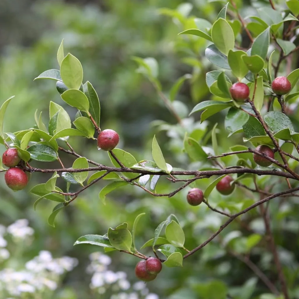  100% чистое холоднопрессованное съедобное масло камелии семян японской для отбеливания мыла