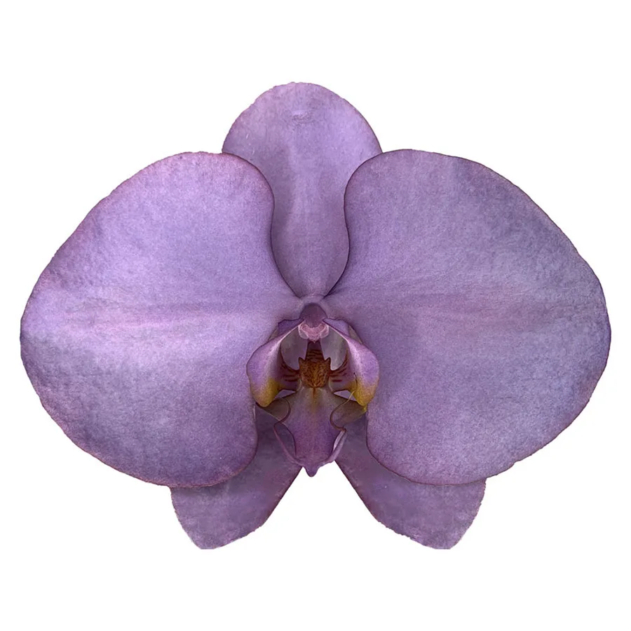 Low Price Sale Wholesale Wedding Decoration Flower Butterfly Royal Purple Orchid