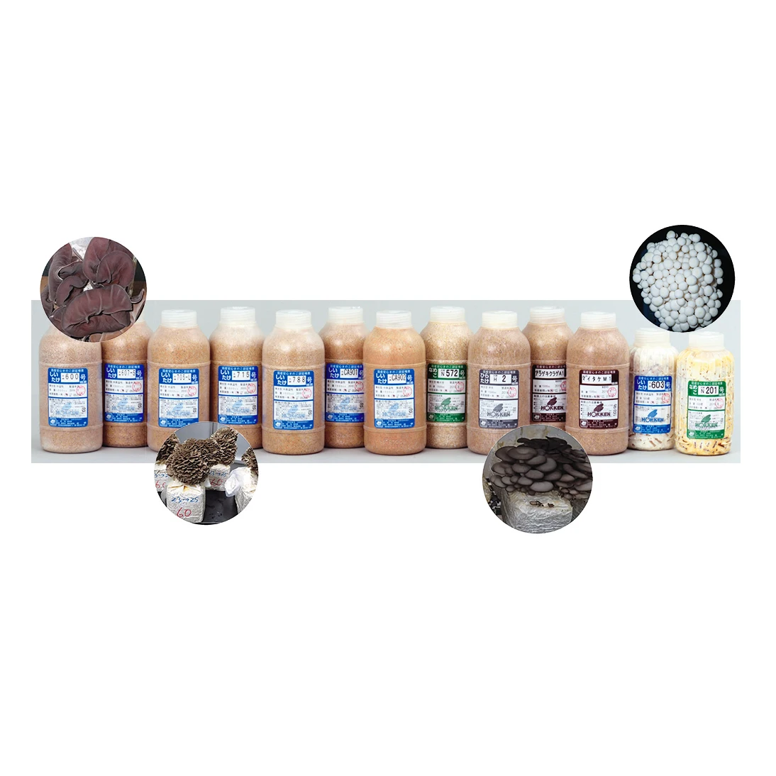 Inoculum for other mushroom inoculation harvesting growing machine cultivation