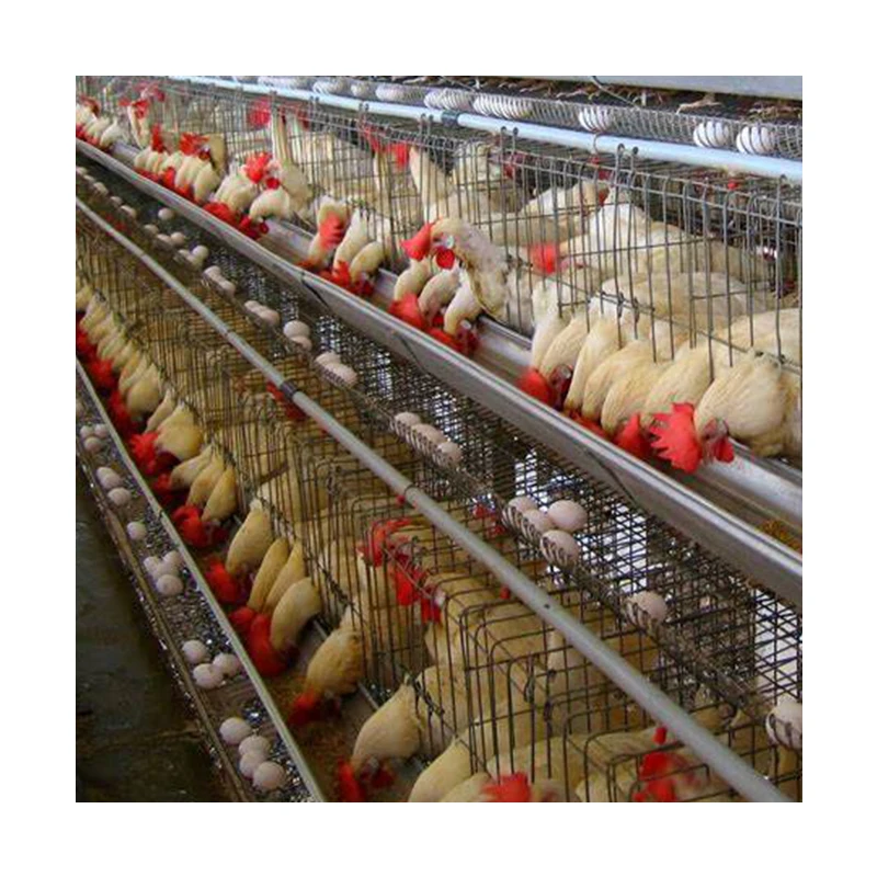 Commercial Chicken Feeding Farm Battery Cages Laying Hens Sell in algeria