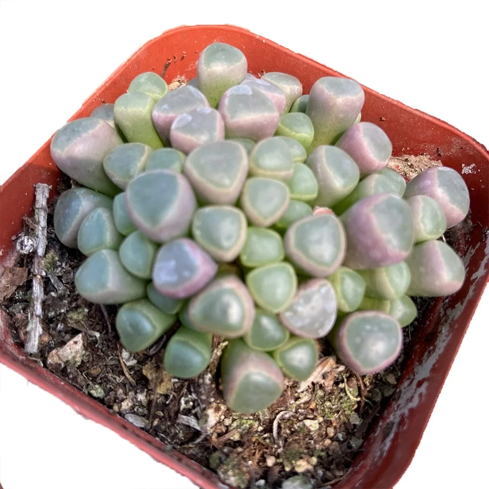 Chinese Supply About5cm green Living Plants Succulent In Wholesale Fenestraria rhopalophylla subsp. aurantiaca (N.E.Br.) H.E.K.H