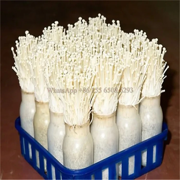 Special price Bacteria bag sterilization box Mushroom plastic tray edible fungi plastic loading compost bags basket With Handle
