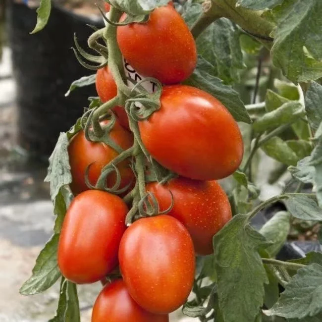 hybrid F1Semi- determinate Roma tomato VF seeds from China Vegetable Seed 0591
