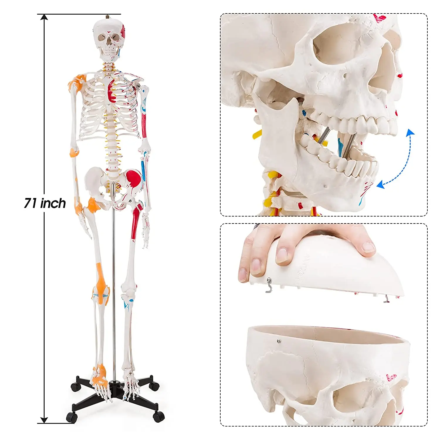 180cm medical human body model skeletal muscle marker model with human anatomy teaching, for schools, hospitals use