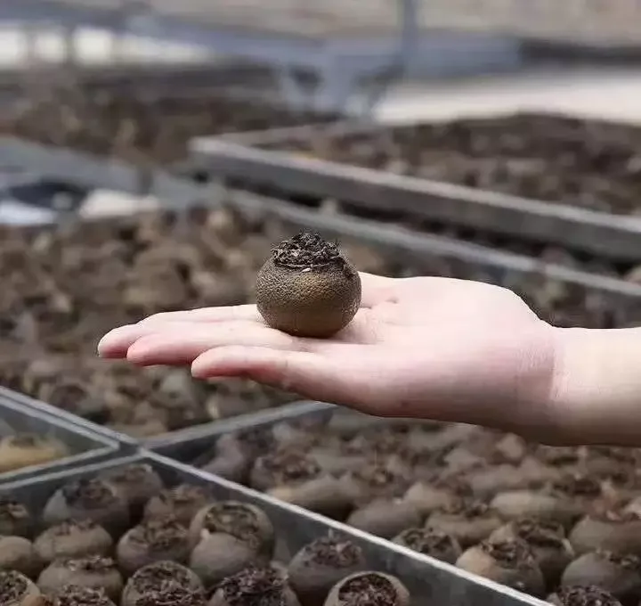 Premium Imperial 2 Years Puer Xinhui Xiao Qing Gan Tea Dried Tangerine Peel Puerh Tea