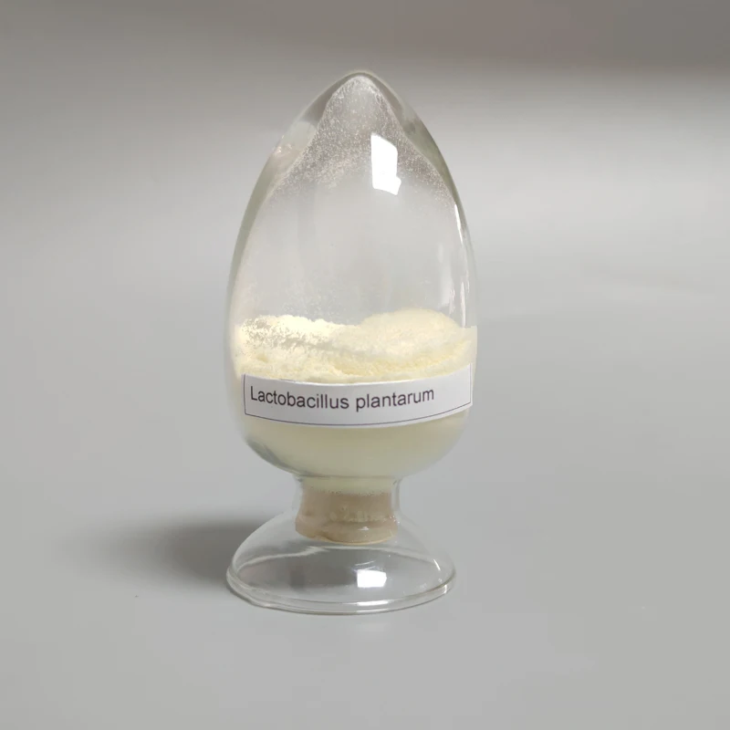 For Gut Health lactobacillus plantarum 600B Food Additives Manufacturers Probiot Lactobacillus Plantarum 200B CFU/g