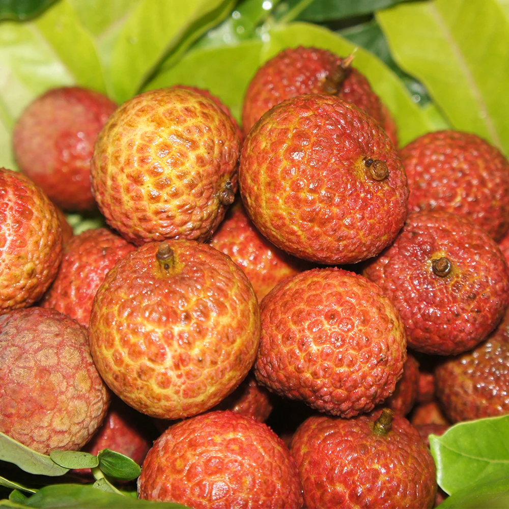 Chinese Sweet Fresh Lychees Lichee Litchi Lichi Fresh Fruit