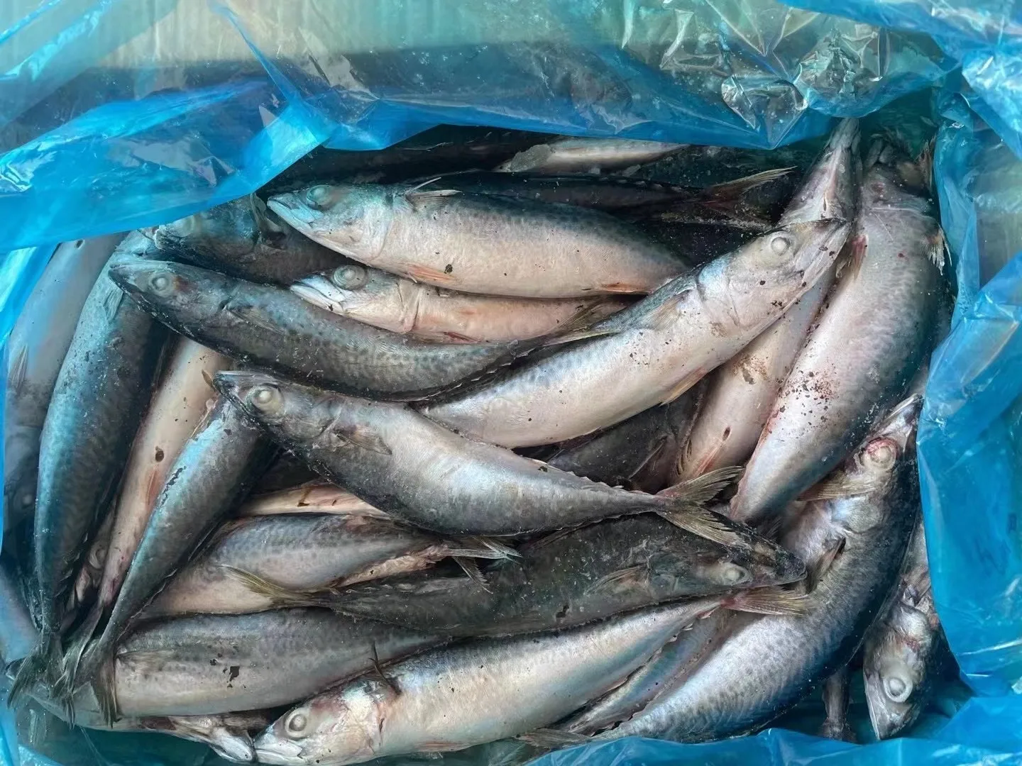 Wholesale Promotional Fast Delivery Sea Food Frozen Pacific Mackerel Fish Whole Round