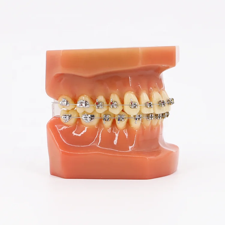 Human 32 Dental Tooth Model Medical Teaching/Dental Anatomy Model
