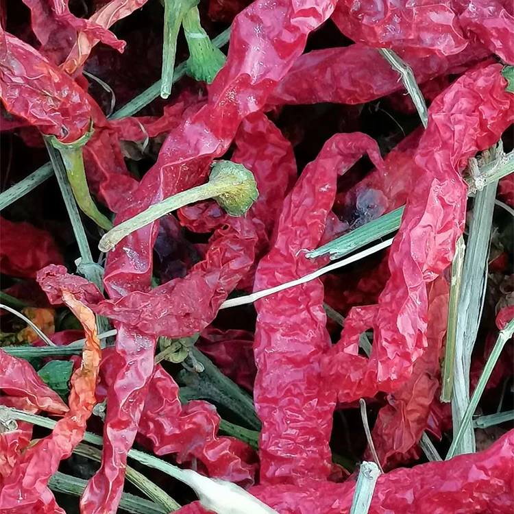 Оптовая продажа Новое поступление высокое качество Сушеный Перец