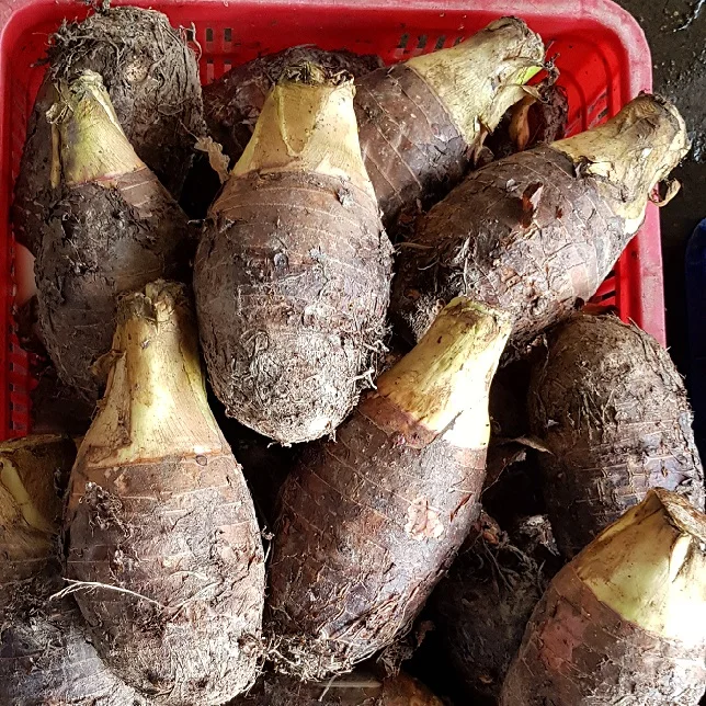 very delicious, specialties Frozen slices Taro 500 gram of Vietnam