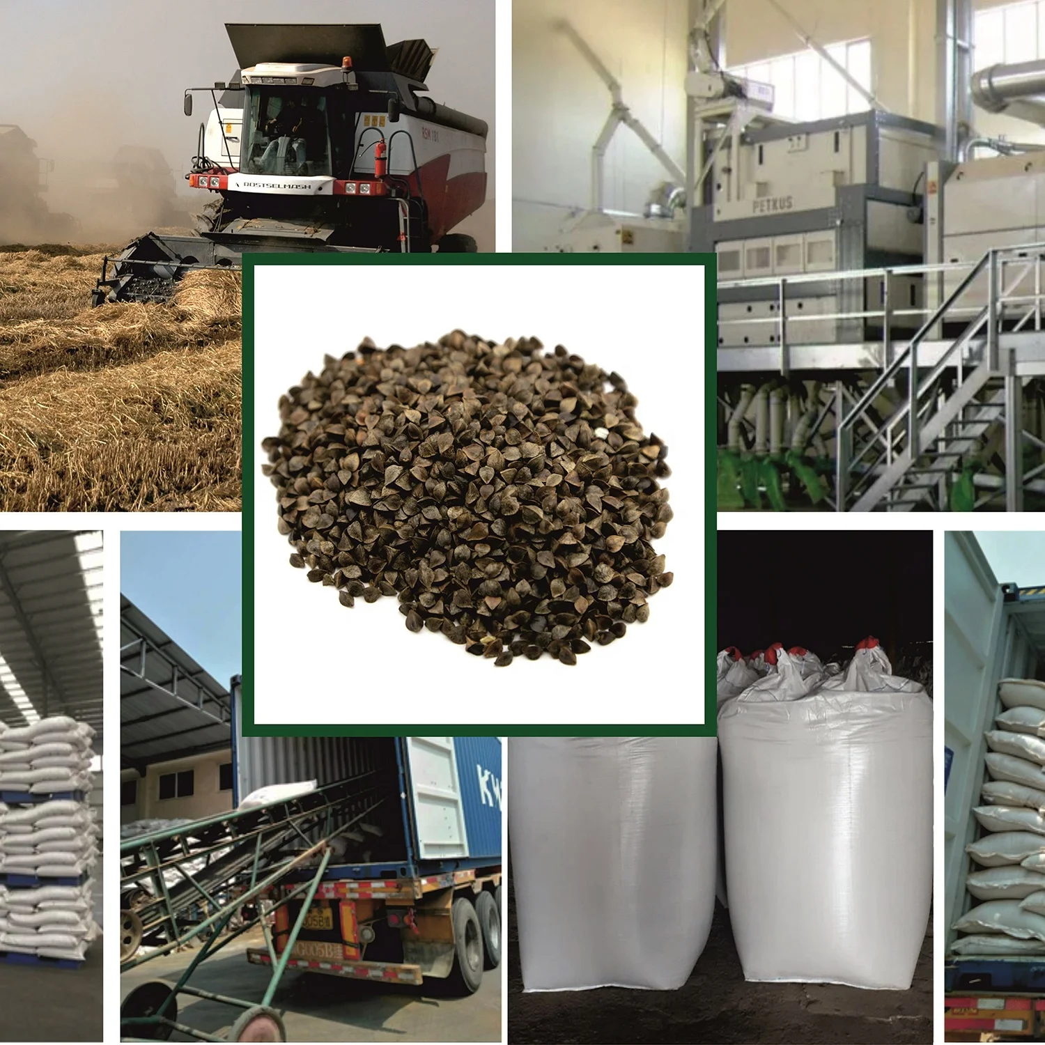 
High quality buckwheat 25/50 kg bags or in bulk, product of Russia 