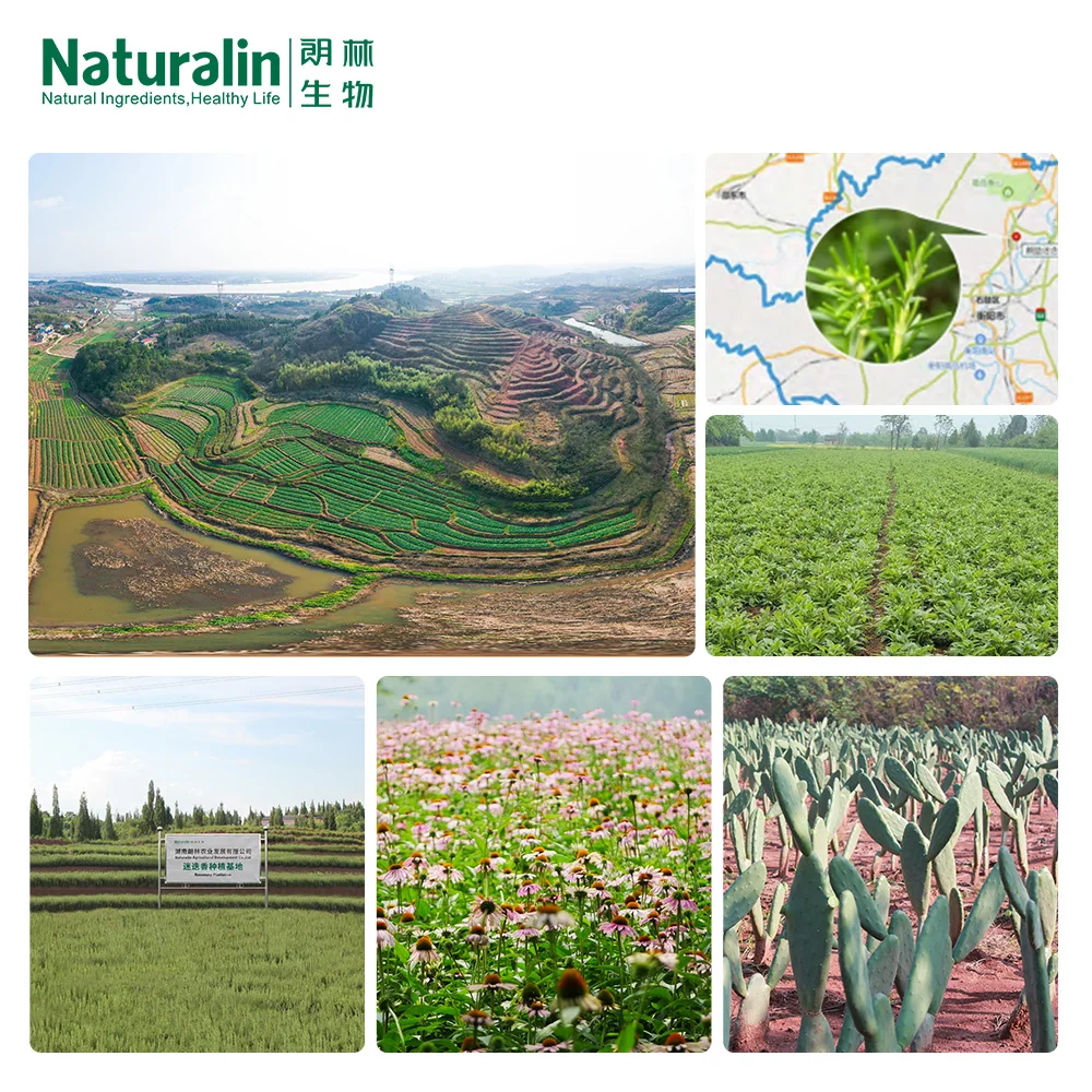 Поставщик традиционной китайской медицины Naturalin оптом Scutellaria Baicalensis Georgi 10:1 экстракт корня тюбетейки