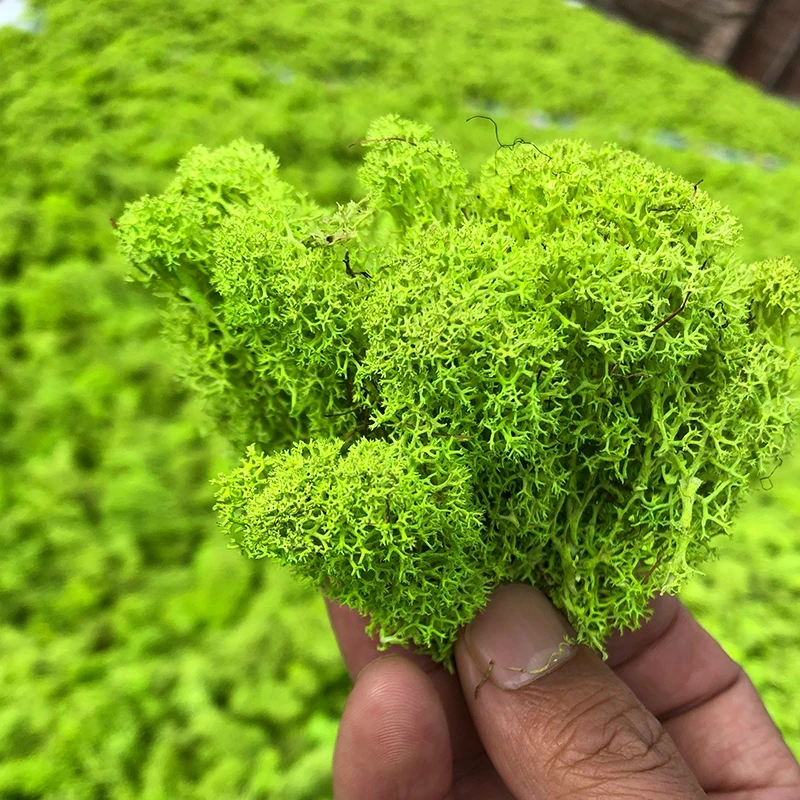 Wholesale Stabilized immortal lichen reindeer moss for Office decoration garden