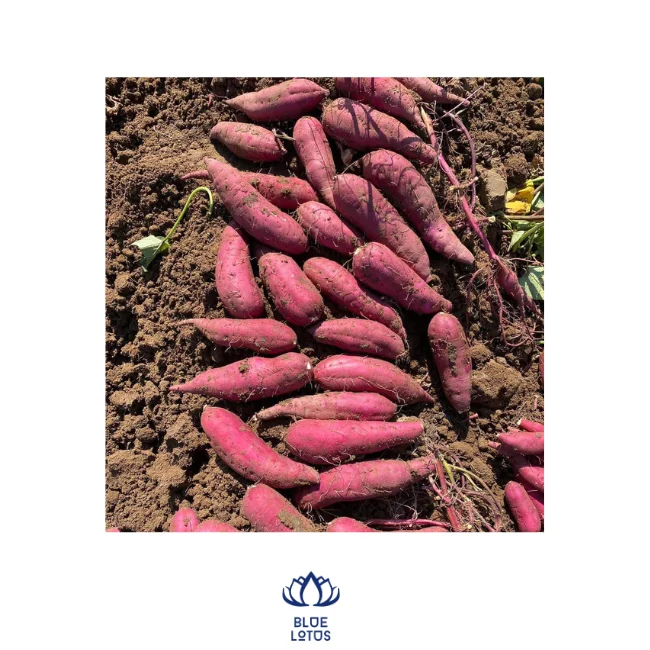 2024 продукт-свежий сладкий картофель высокого качества от вьетнамского поставщика высококачественный экспорт по всему миру