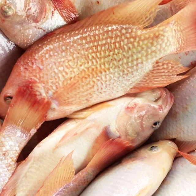 High Quality Frozen Red Tilapia GS to Make Money so Easy