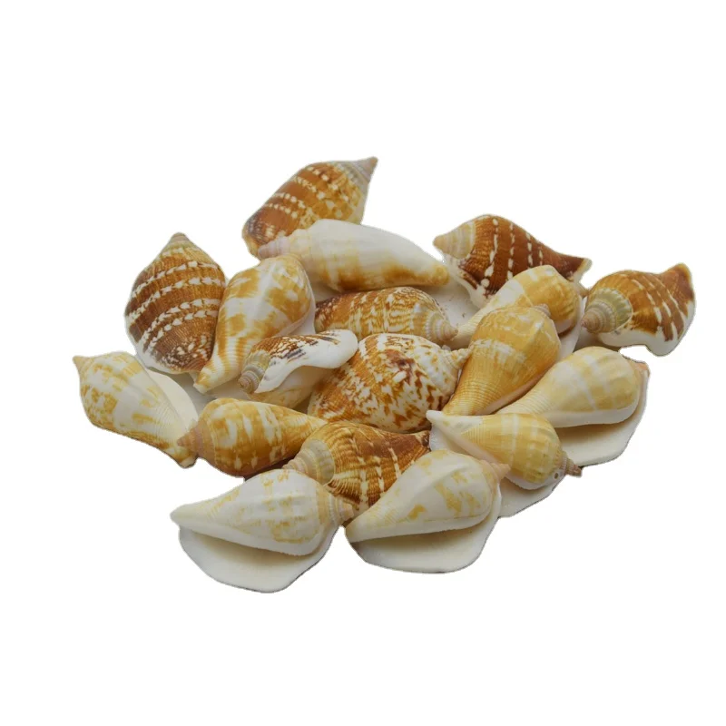 Белые натуральные декоративные морские ракушки для украшения дома оптом