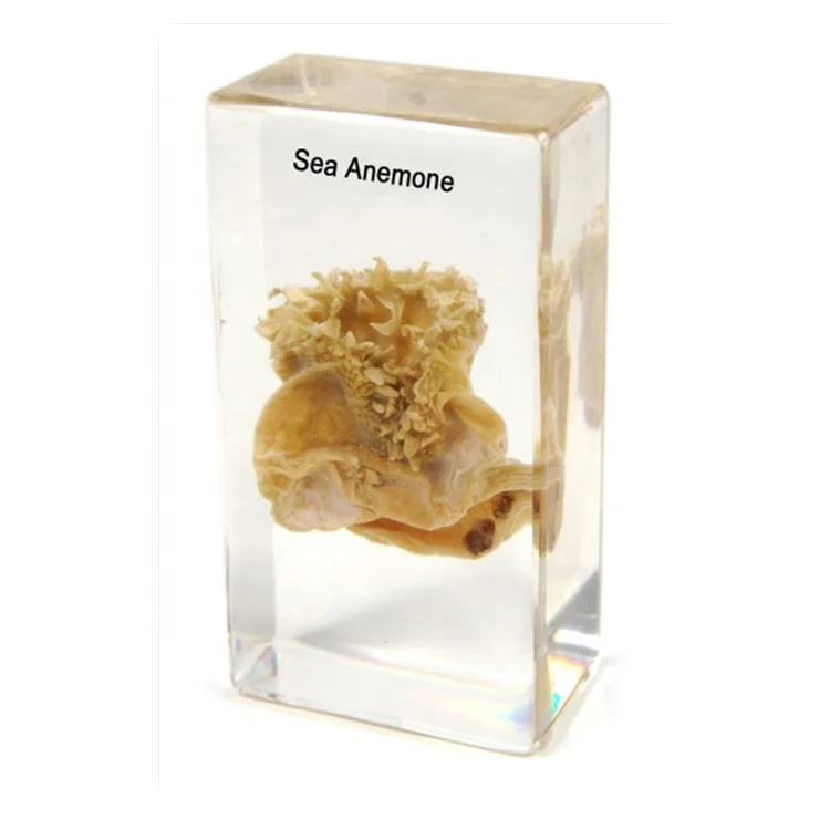 Образец морского анемона для школьных образцов смолы насекомых