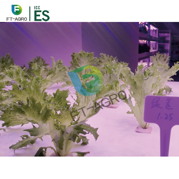 40ft container hydroponic farm greenhouse  smart farm for agricultural microgreen growing