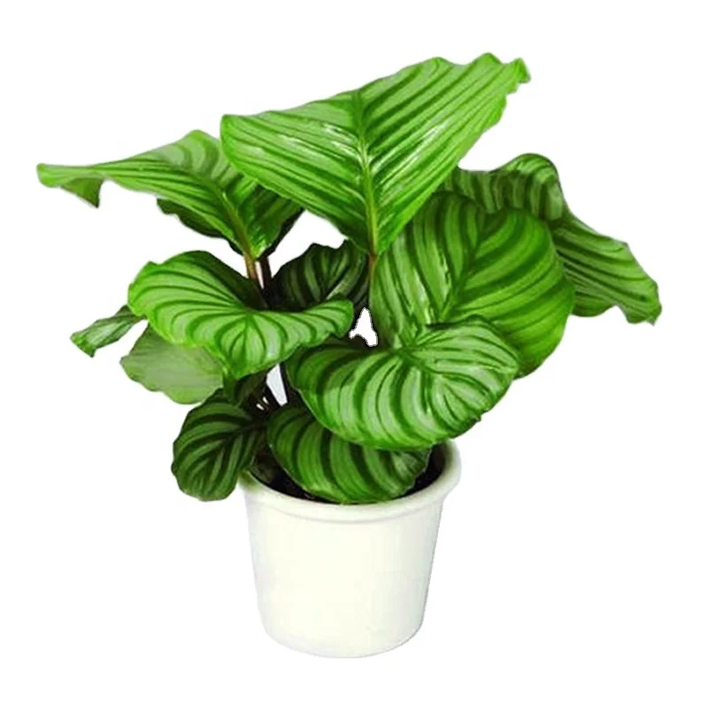 
Calathea real beautiful ornamental live bonsai plant 
