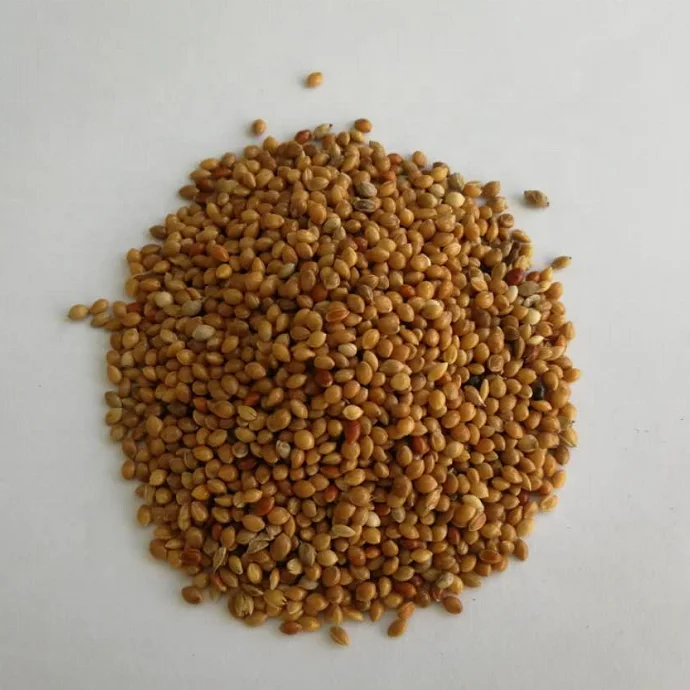 
 Желтый веничного просо  