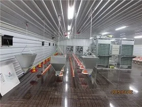 layer chicken coops.jpg